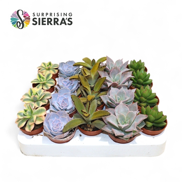 Sierra's® - Sevilla Succulent Mix (Deluxe)