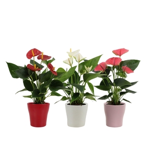 Anthurium 12 cm 3 color mix in Alicante ceramics