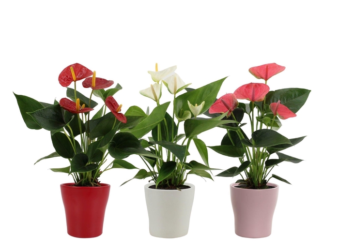 <h4>Anthurium 12 cm 3 color mix in Alicante ceramics</h4>
