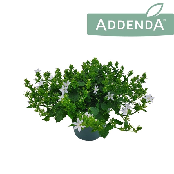 <h4>Campanula Adansa White 14 cm</h4>