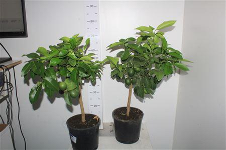 Citr Meyeri Meyer 8+