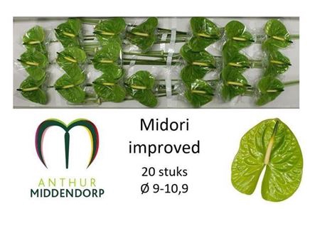 <h4>Anth Midori Improved</h4>