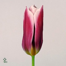 Kolibri Home Totem Mask pot