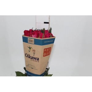 ROSA GOTCHA 060 CM PINK ESTUFA