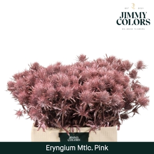 Eryngium (distel) L60 Metallic Roze + glitter