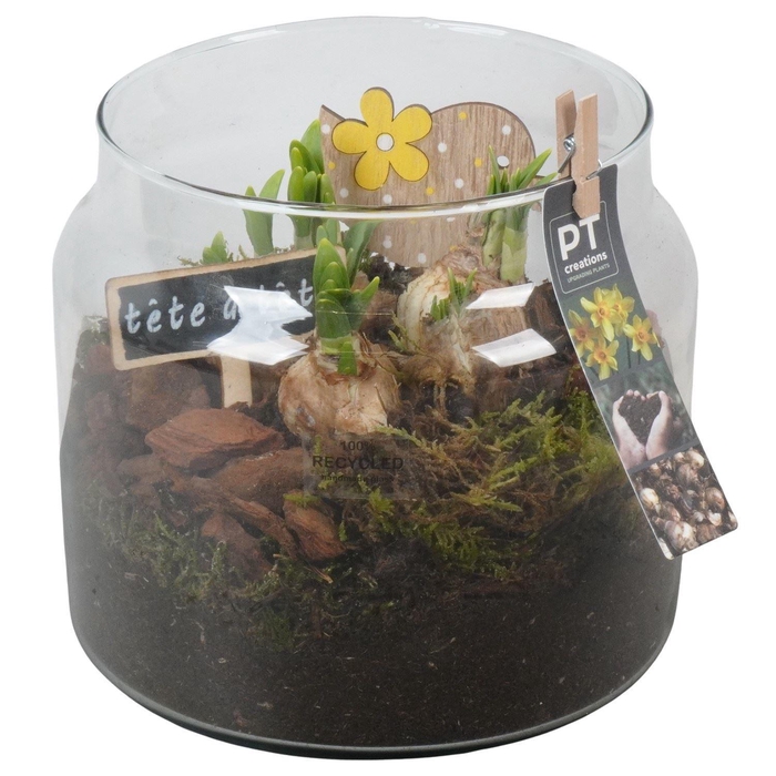 <h4>Arr.  Narcissus Tete Tete L%</h4>