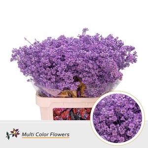 Chamelaucium Colored Wax Milka