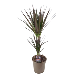 Dracaena marginata Magenta 30-10
