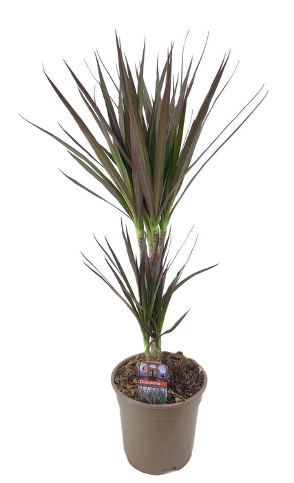 <h4>Dracaena marginata Magenta 30-10</h4>