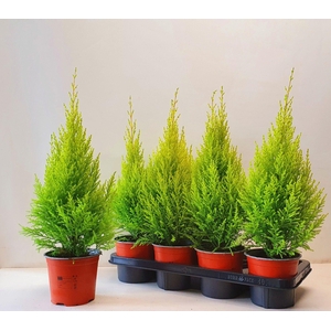 cupressus Goldcrest Wilma 