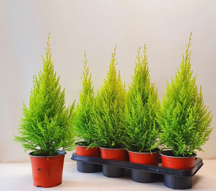 <h4>cupressus Goldcrest Wilma "p14 piramide"</h4>