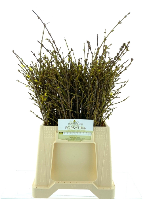 <h4>FORSY I SPECTABILIS</h4>