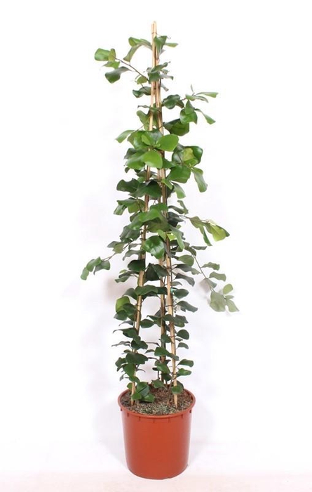 <h4>Ficus Trinova</h4>