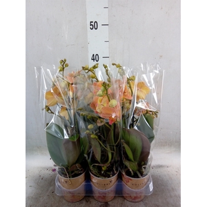 Phalaenopsis multi.   ...orange