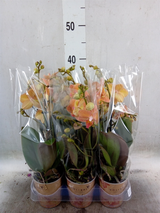 <h4>Phalaenopsis multi.   ...orange</h4>