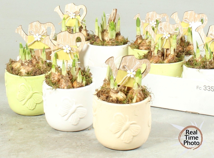 <h4>ARR NARCISSUS</h4>