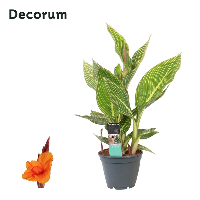 <h4>Canna Pretoria (Decorum)</h4>