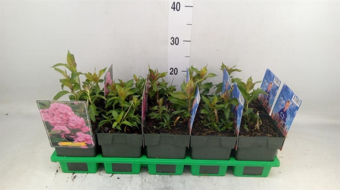 <h4>Phlox panic.</h4>