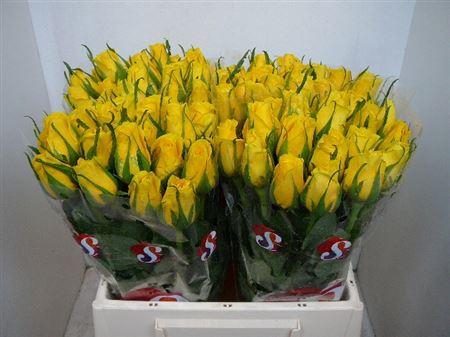 <h4>R Gr Moonwalk</h4>