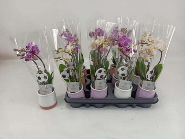 <h4>PHAL MINI</h4>