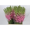 Antirrhinum Potomac Early Pink