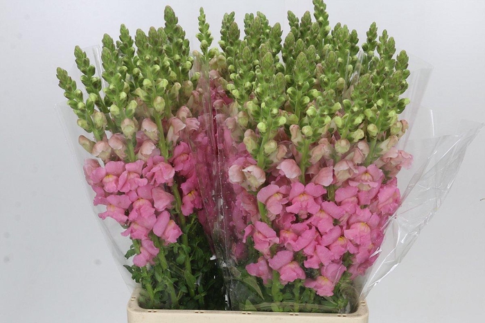 <h4>Antirrhinum Potomac Early Pink</h4>