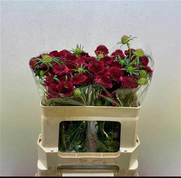 <h4>Scabiosa Hot Pink Scoop Rozelman Ziv</h4>