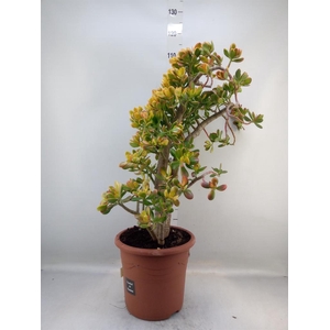 Crassula ovata 'Sunset'