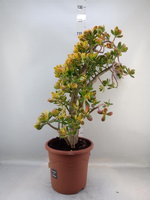 <h4>Crassula ovata 'Sunset'</h4>