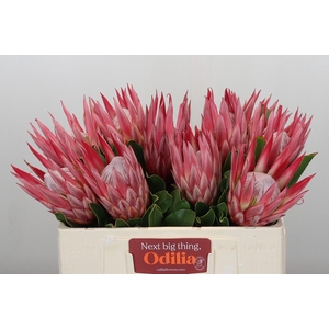 Protea Cynaroides Claire