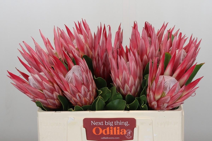 <h4>Protea Cynaroides Claire</h4>