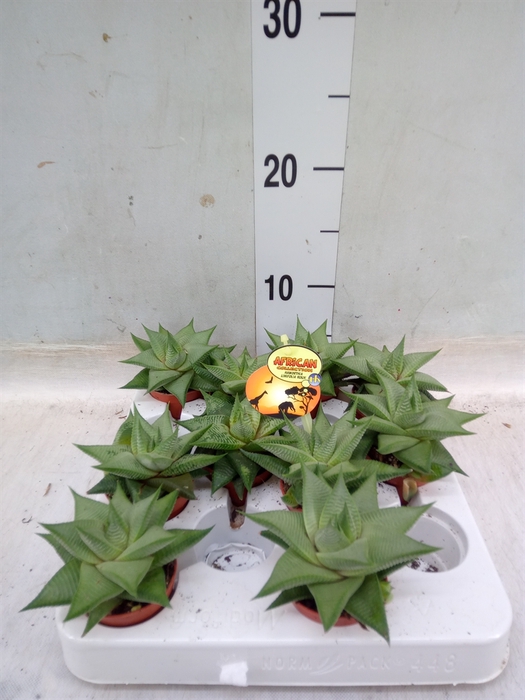 <h4>Haworthia limifolia 'Roux'</h4>