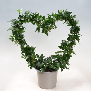 HEDERA HELIX