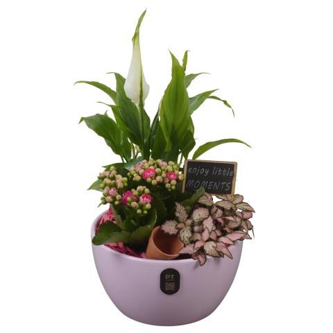 <h4>PTIB5134 Arrangement Indoor in keramiek schaal</h4>