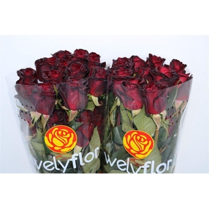 R GR BLACK BACCARA Welyflor