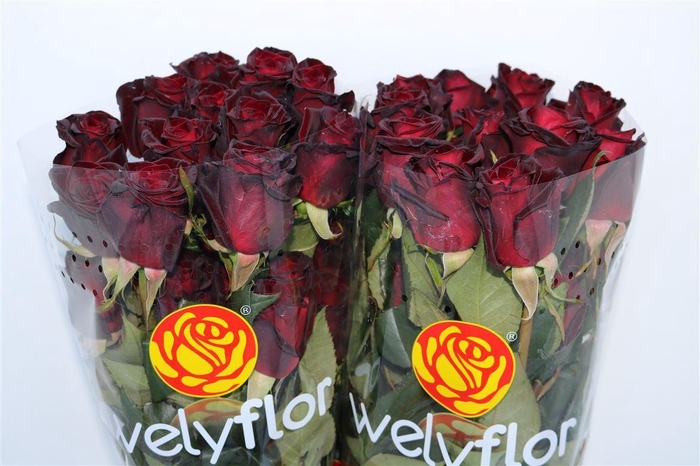 <h4>R GR BLACK BACCARA Welyflor</h4>