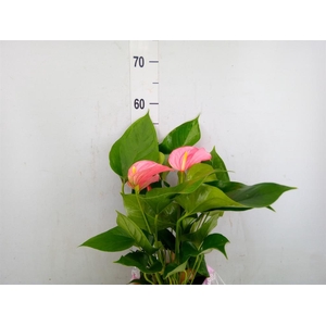 Anthurium andr. 'Pink Explosion'