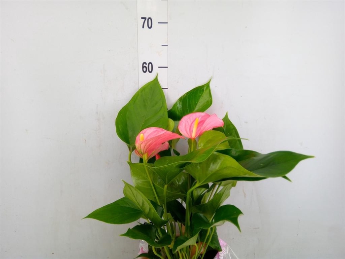 Anthurium andr. 'Pink Explosion'