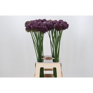 Allium Purple Mystery