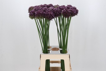 <h4>Allium Purple Mystery</h4>