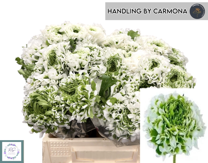 <h4>RAN PON PON IGLOO</h4>