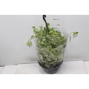 PEPEROMIA SCANDENS C21