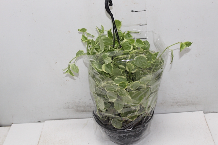 <h4>PEPEROMIA SCANDENS C21</h4>