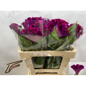 CEL C CRISTI PURPLE