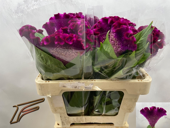 <h4>CEL C CRISTI PURPLE</h4>