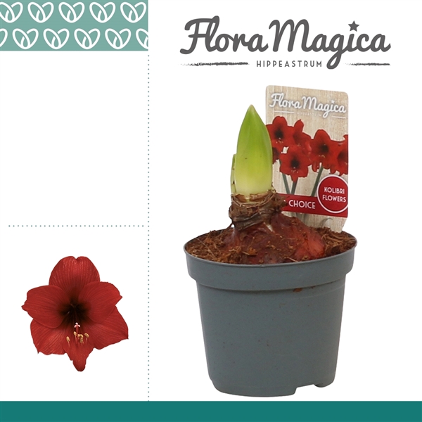 <h4>Amaryllis Kolibri Top Choice 2 Knop</h4>