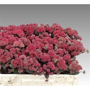 Sedum Magical Lizzy