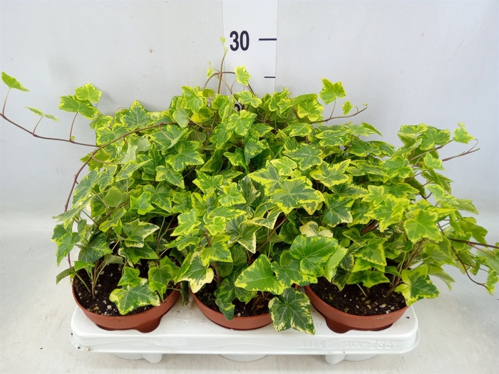 <h4>Hedera helix 'Golden Kolibri'</h4>