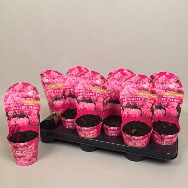 <h4>Paeonia 11CM roze Longlife</h4>
