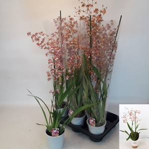 ONCIDIUM OV
